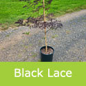 Sambucus Nigra Black Lace Elder Tree **FREE UK MAINLAND DELIVERY + FREE 100% TREE WARRANTY**