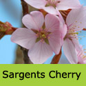 Mature Sargents Cherry Prunus Sargentii Tree AWARD + EARLY FLOWERING **FREE DELIVERY + TREE WARRANTY**