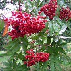 Sargents Rowan Tree Sorbus Sargentiana Supplied height 1.25-2.00m, 2-4 years old, **FREE UK MAINLAND DELIVERY + FREE 100% TREE WARRANTY**
