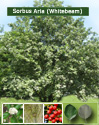 DELIVERED SEPTEMBER 2024 Sorbus Aria (Whitebeam) 20-60cm Trees. Hostile Site/Coast Tolerant, Hard Wood, Avenue Tree.**FREE MAINLAND UK DELIVERY + FREE TREE WARRANTY**