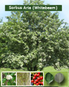 Sorbus Aria (Whitebeam) 20-40cm Trees. Hostile Site/Coast Tolerant, Hard Wood, Avenue Tree. Sorbus Aria (Whitebeam) 20-40cm Trees. Hostile Site/Coast Tolerant, Hard Wood, Avenue Tree.