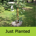 Gibbsii Mountain Ash or Rowan Tree Sorbus hybrida Gibbsii **FREE UK MAINLAND DELIVERY + FREE 100% TREE WARRANTY**