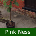 Pink Ness Mountain Ash or Rowan Tree - Sorbus Pink Ness **FREE UK MAINLAND DELIVERY + FREE 100% TREE WARRANTY**