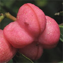 Spindle Shrub (Euonymus europeaus) 20-40cm Shrubs, HARDY + INTERESTING BARK + BRIGHT COLOURS + NORTH UK + COAST **FREE UK MAINLAND DELIVERY + FREE 3 YEAR LIMITED TREE WARRANTY** Spindle Shrub (Euonymus europeaus) 20-40cm Shrubs, HARDY + INTERESTING BARK + BRIGHT COLOURS + NORTH UK + COAST **FREE UK MAINLAND DELIVERY + FREE 3 YEAR LIMITED TREE WARRANTY**