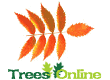 Stagshorn Sumach Trees