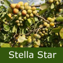 SELF FERTILE (C3) Stella Star Gage Tree, Eating or Cooking, Fruits Early August, 1.0m-2.0m, EARLY CROPPER + HEAVY CROPPER + NORTH UK + DISEASE RESISTANT + FREE UK MAINLAND DELIVERY + 100% WARRANT