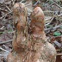 Swamp Cypress Tree Taxodium Distichum root