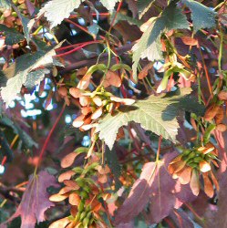 Prinz Handjery Sycamore Maple Tree (Acer pseudoplatanus `Prinz Handjery`) Height 1.25 metres Top-Worked From in a 12 litre container **PRICE INCLUDES FREE UK MAINLAND DELIVERY**