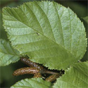 Alnus Viridis (Green Alder) 20-40cm Tree Shrub/Erosion Control + Improve soil **FREE UK MAINLAND DELIVERY + FREE TREE WARRANTY**