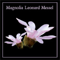 Loebneri Leonard Messel Magnolia Tree, Pink.  **FREE UK MAINLAND DELIVERY + FREE 100% TREE WARRANTY**