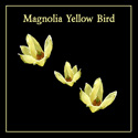 Magnolia Yellow Bird Open Flowers