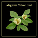 Magnolia Yellow Bird Open Flowers And Foliage