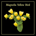 Magnolia x Brooklynensis Yellow Bird Tree **FREE UK MAINLAND DELIVERY + FREE 100% TREE WARRANTY**