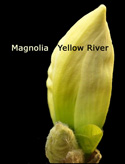 <font color="red">[DELIVERED 16TH AUGUST 2012]</font> Magnolia Tree (Magnolia 'Yellow River') Supplied height between 1.25 and 2.0 metres in a 7 litre container **FREE UK MAINLAND DELIVERY **