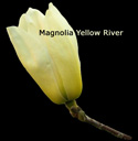 <font color="red">[DELIVERED 16TH AUGUST 2012]</font> Magnolia Tree (Magnolia 'Yellow River') Supplied height between 1.25 and 2.0 metres in a 7 litre container **FREE UK MAINLAND DELIVERY **