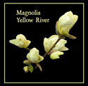 <font color="red">[DELIVERED 15th AUGUST 2013]</font> Magnolia Tree (Magnolia 'Yellow River') Supplied height between 1.25 and 2.0 metres in a 7 litre container **FREE UK MAINLAND DELIVERY **