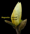 <font color="red">[DELIVERED 16TH AUGUST 2012]</font> Magnolia Tree (Magnolia 'Yellow River') Supplied height between 1.25 and 2.0 metres in a 7 litre container **FREE UK MAINLAND DELIVERY **