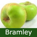 C3 (TRIPLOID) BARE ROOT Bramley Original Apple, 1-2 m Tall, Fruits October, BEST COOKING APPLE **FREE UK MAINLAND DELIVERY + FREE 100% TREE WARRANTY**