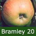 (C3) Bare Root Bramley 20 Apple Tree TRIPLOID + COOKING + HEAVY CROP + POPULAR + JUICING, **FREE UK MAINLAND DELIVERY + FREE 100% TREE WARRANTY**