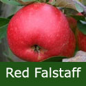 SELF FERTILE (C3) Bare Root Red Falstaff Apple Tree , delivered 1-2m tall, NORTH UK + DISEASE RESISTANT + CONTAINER + JUICY + STORES WELL + HEAVY CROPS, **FREE UK MAINLAND DELIVERY + FREE 100% TREE WARRANTY**