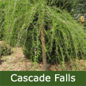 Weeping Cascade Falls (Taxodium Distichum Cascade Falls), WET + CLAY TOLERANT + ATTRACTIVE BARK + WEEPING + COLOURFUL AUTUMNAL FOLIAGE 1.50-2.00 m, 3-4 Years Old **FREE UK MAINLAND DELIVERY + FREE 100% TREE WARRANTY** Weeping Cascade Falls (Taxodium Distichum Cascade Falls), WET + CLAY TOLERANT + ATTRACTIVE BARK + WEEPING + COLOURFUL AUTUMNAL FOLIAGE 1.50-2.00 m, 3-4 Years Old **FREE UK MAINLAND DELIVERY + FREE 100% TREE WARRANTY**