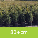 Mature Common Yew Tree Taxus Baccata **FREE UK MAINLAND DELIVERY + FREE 100% TREE WARRANTY**