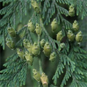 DELIVERED SEPTEMBER 2024 Western Red Cedar Tree (Thuja plicata) 20cm-40cm Trees , FAST GROWING + EVERGREEN + NOISE REDUCTION + SHADE TOLERANT **FREE UK MAINLAND DELIVERY + FREE 100% TREE WARRANTY**