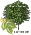 Ulmus Glabra (Scottish Elm or Wych Elm) Supplied 20-40cm, 40m Mature, Native, Pollution/Coastal/Wind tolerant. **FREE UK MAINLAND DELIVERY + FREE 100% TREE WARRANTY*** Ulmus Glabra (Scottish Elm or Wych Elm) Supplied 20-40cm, 40m Mature, Native, Pollution/Coastal/Wind tolerant. **FREE UK MAINLAND DELIVERY + FREE 100% TREE WARRANTY***