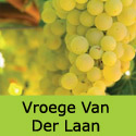 Vroege Van Der Laan Grape Vine, Eating, White, Outdoor, DISEASE RESISTANT + NORTH UK **FREE UK DELIVERY + FREE 3 YEAR LTD WARRANTY**