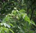 <font color="red">[DELIVERED 16TH AUGUST 2012]</font> Juglans Regia Walnut Broadview SELF FERTILE + FROST TOLERANT, 7 Litre Container ***FREE UK MAINLAND DELIVERY + FREE 100% TREE WARRANTY***