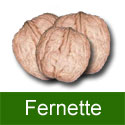 Walnut (Juglans) Fernette. SELF FERTILE, LARGE GOOD QUALITY NUTS, 2+ Years Old, 1-2 metres tall ***FREE UK MAINLAND DELIVERY + FREE 100% TREE WARRANTY*** Walnut (Juglans) Fernette. SELF FERTILE, LARGE GOOD QUALITY NUTS, 2+ Years Old, 1-2 metres tall ***FREE UK MAINLAND DELIVERY + FREE 100% TREE WARRANTY***