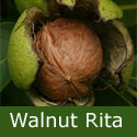 Walnut (Juglans) Rita, 2+ years old, 1-2 m tall, 12 Litre container, HARDY, PRODUCTIVE, SEMI-SELF FERTILE ***FREE UK MAINLAND DELIVERY + FREE 100% TREE WARRANTY*** Walnut (Juglans) Rita, 2+ years old, 1-2 m tall, 12 Litre container, HARDY, PRODUCTIVE, SEMI-SELF FERTILE ***FREE UK MAINLAND DELIVERY + FREE 100% TREE WARRANTY***