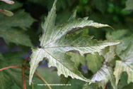 Brilliantissimum Sycamore Tree or Shrimp Leaved Sycamore. **PRICE INCLUDES FREE UK MAINLAND DELIVERY**