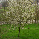 Mature Robin Hill Snowy Mespilus Tree Amelanchier Robin Hill **FREE DELIVERY AND FREE TREE WARRANTY **