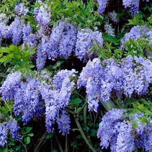 Amethyst Wisteria Tree Vine (Wisteria sinensis 'Amethyst') Supplied height 1.0 - 1.25m in a 7 litre container **FREE UK MAINLAND DELIVERY EXCEPT SCOTTISH HIGHLANDS**
