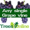 Single Indoor Or Outdoor Vine, All Self Fertile, 3 year old roots, 3 Litre pot. **FREE UK MAINLAND DELIVERY + FREE WARRANTY**