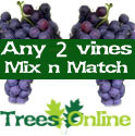 2 x Mix And Match Indoor Or Outdoor Vine All Self Fertile, 2-3 Years Old, May Fruit First Year, 3 Litre Pot **FREE UK MAINLAND DELIVERY + FREE 100% TREE WARRANTY** 2 x Mix And Match Indoor Or Outdoor Vine All Self Fertile, 2-3 Years Old, May Fruit First Year, 3 Litre Pot **FREE UK MAINLAND DELIVERY + FREE 100% TREE WARRANTY**