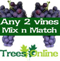 2 x Mix And Match Indoor Or Outdoor Vine All Self Fertile. 3 Year Roots, 3 Litre Pot **FREE UK MAINLAND DELIVERY + FREE WARRANTY**