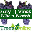3 x Mix And Match Indoor Or Outdoor Vine All Self Fertile, 2-3 Years Old, May Fruit First Year, 3 Litre Pot **FREE UK MAINLAND DELIVERY + FREE 100% TREE WARRANTY** 3 x Mix And Match Indoor Or Outdoor Vine All Self Fertile, 2-3 Years Old, May Fruit First Year, 3 Litre Pot **FREE UK MAINLAND DELIVERY + FREE 100% TREE WARRANTY**