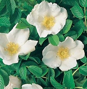 Apple Rose - white flowered (Rosa rugosa alba) 20-40cm shrubs**FREE UK MAINLAND DELIVERY + FREE 100% TREE WARRANTY**