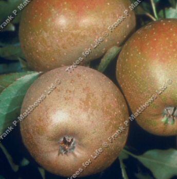 Ashmeads Kernel Apple Tree,(C4), INTENSE FLAVOUR + FIRM Supplied Height 1.25m-2.00m , 2-3 Years Old, 12L pot, *** FREE UK MAINLAND DELIVERY + 100% TREE WARRANTY ***