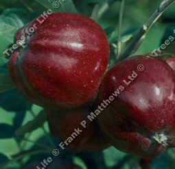 Bloody Ploughman Apple Tree (Malus domestica 'Bloody Ploughman') Available on MM106 Semi-Vigorous  rootstock in 12 litre containers **FREE UK MAINLAND DELIVERY EXCEPT SCOTTISH HIGHLANDS**