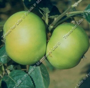 Bountiful Apple Tree (C2)  DISEASE RESISTANT + CRISP + LARGE CROP + NORTH UK **FREE UK MAINLAND DELIVERY + FREE 100% TREE WARRANTY**