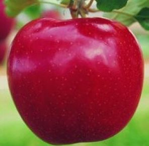 Devonshire Quarrenden Apple Tree (C1) STRONG FLAVOUR + DARK RED SKIN, 2-3 years old, delivered 1-2m tall, **FREE UK MAINLAND DELIVERY + FREE 100% TREE WARRANTY**