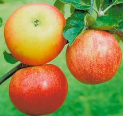 Discovery Apple Tree (C3) DISEASE RESISTANT + STRAWBERRY FLAVOUR + CRISP, 1-3 years old, delivered 1-2m tall, **FREE UK MAINLAND DELIVERY + FREE 100% TREE WARRANTY**