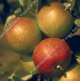 George Cave Apple Tree (Malus domestica 'George Cave') Available on MM106 Semi-Vigorous  rootstock in 12 litre containers **FREE UK MAINLAND DELIVERY + FREE 100% TREE WARRANTY**