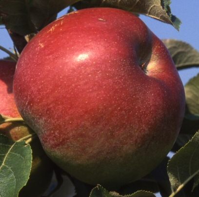 Jumbo Apple Tree (C3) TRIPLOID + EATING + COOKING + DISEASE RESISTANT, 1-3 years old, delivered 1-2m tall, **FREE UK MAINLAND DELIVERY + FREE 100% TREE WARRANTY**
