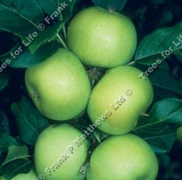 Limelight Apple Tree (C3) DISEASE RESISTANT + LARGE CROP, 1-3 years old, delivered 1-2m tall, **FREE UK MAINLAND DELIVERY + FREE 100% TREE WARRANTY**