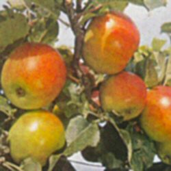 Newton Wonder Apple Tree (C5) EATING AND COOKING + STORES WELL + JUICING + WON AWARDS, **FREE UK MAINLAND DELIVERY + FREE 100% TREE WARRANTY**