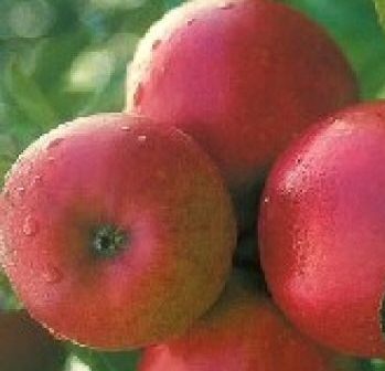 Red Windsor Apple Tree (C2) SELF FERTILE + HEAVY CROP + COMPACT SHAPE + DISEASE RESISTANT + NORTH UK + PATIO + JUICING + GOOD POLLINATOR, 1-3 years old, delivered 1-2m tall, **FREE UK MAINLAND DELIVERY + FREE 100% TREE WARRANTY**